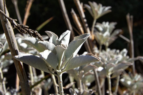 Wild White Sage growing in California Field