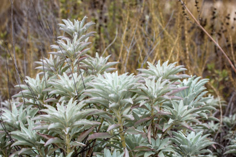 Wild White Sage growing in California Field