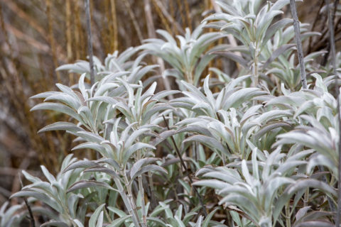 Wild White Sage growing in California Field