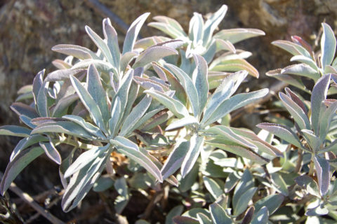Wild White Sage growing in California Field