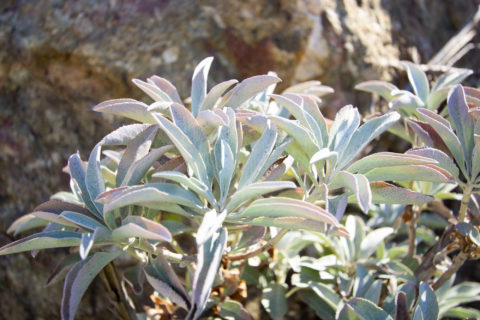 Wild White Sage growing in California Field