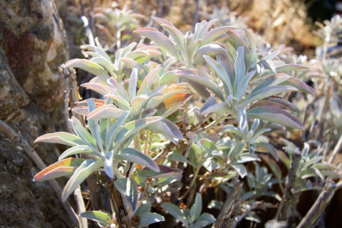 Wild White Sage growing in California Field